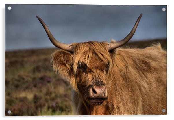    Highland Cattle 1                               Acrylic by kevin wise