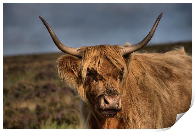    Highland Cattle 1                               Print by kevin wise
