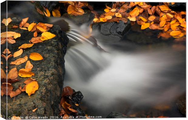 Fallen Leaves and Waterfall Canvas Print by Colin Woods