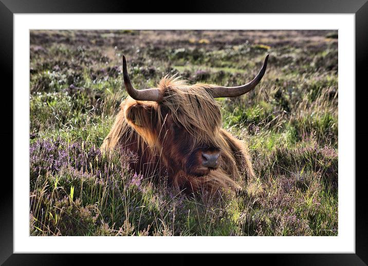    Highland cattle 2                               Framed Mounted Print by kevin wise
