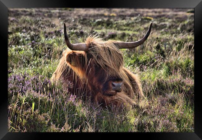    Highland cattle 2                               Framed Print by kevin wise
