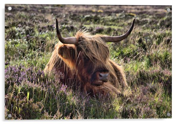    Highland cattle 2                               Acrylic by kevin wise