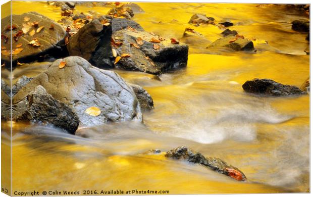 Golden Autumn Light Reflected in A Stream Canvas Print by Colin Woods