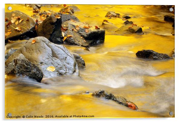 Golden Autumn Light Reflected in A Stream Acrylic by Colin Woods