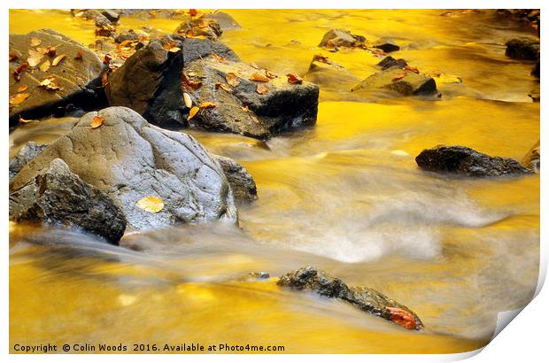 Golden Autumn Light Reflected in A Stream Print by Colin Woods