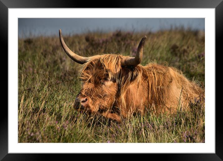      Highland cattle 3                             Framed Mounted Print by kevin wise