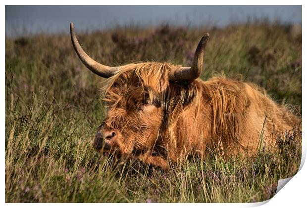      Highland cattle 3                             Print by kevin wise