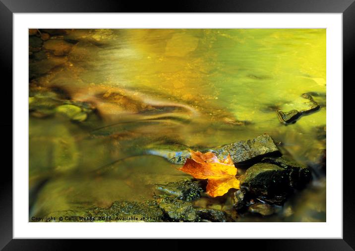 A single fallen maple leaf in a stream in Quebec Framed Mounted Print by Colin Woods