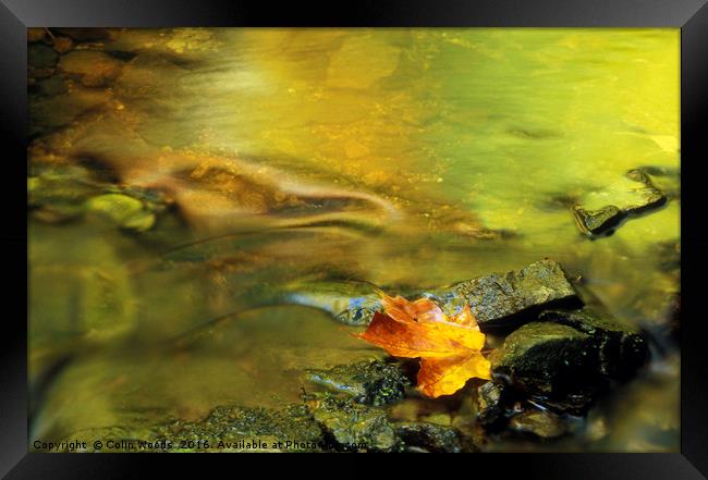 A single fallen maple leaf in a stream in Quebec Framed Print by Colin Woods