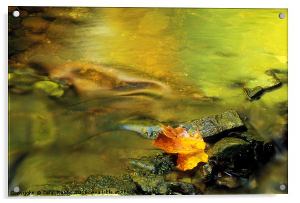 A single fallen maple leaf in a stream in Quebec Acrylic by Colin Woods