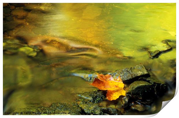 A single fallen maple leaf in a stream in Quebec Print by Colin Woods