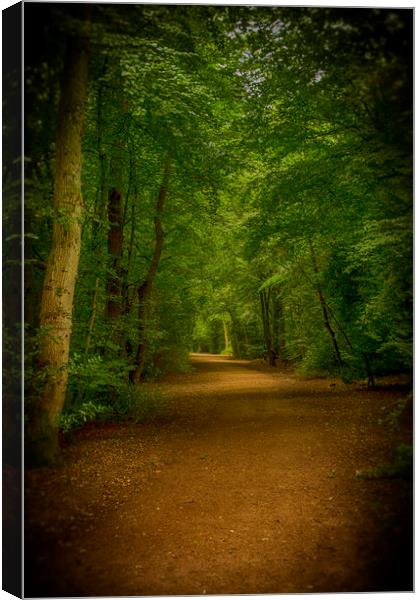 Epping Forest Walk Canvas Print by David French