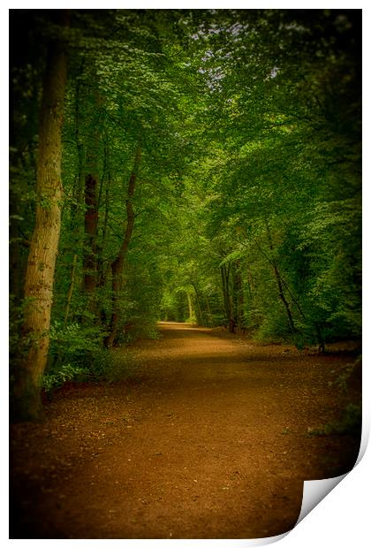 Epping Forest Walk Print by David French