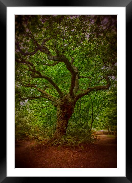 Epping Forest Walk Framed Mounted Print by David French