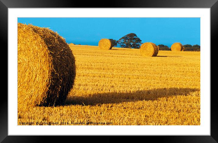 Rolls of hay  Framed Mounted Print by Colin Woods