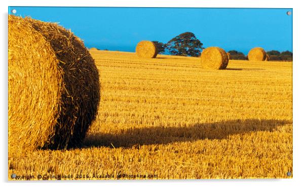 Rolls of hay  Acrylic by Colin Woods