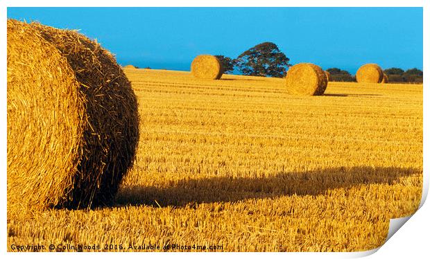 Rolls of hay  Print by Colin Woods