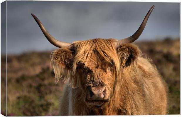      Highland cattle 4                             Canvas Print by kevin wise