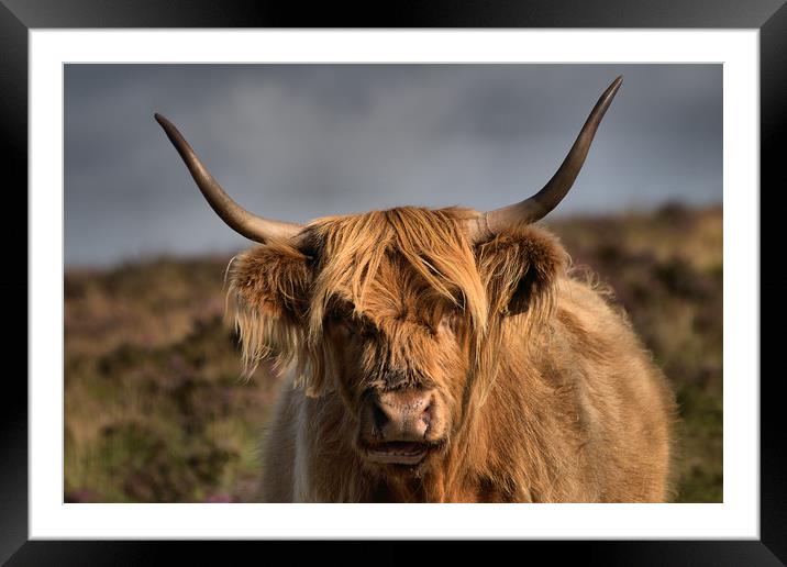      Highland cattle 4                             Framed Mounted Print by kevin wise