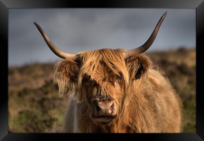      Highland cattle 4                             Framed Print by kevin wise