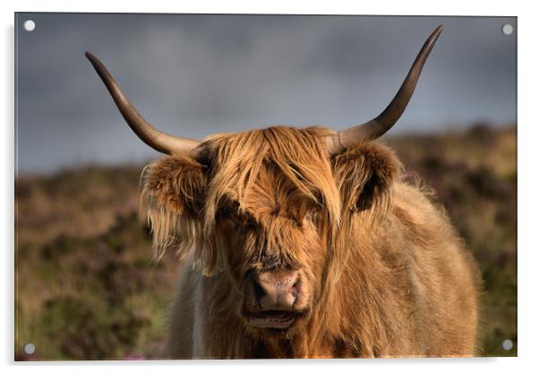      Highland cattle 4                             Acrylic by kevin wise