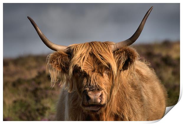      Highland cattle 4                             Print by kevin wise