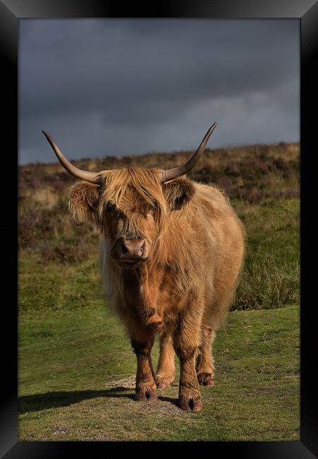      Highland cattle 5                             Framed Print by kevin wise