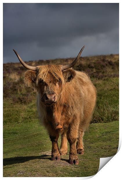      Highland cattle 5                             Print by kevin wise