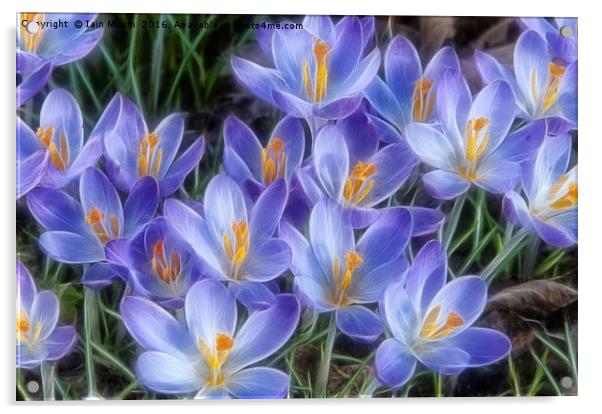 Blue Crocuses Acrylic by Iain Mavin