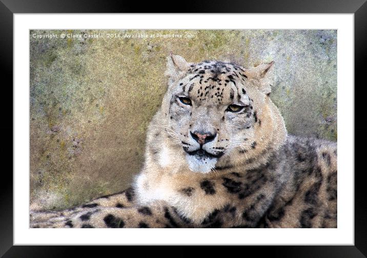 Snow Leopard Framed Mounted Print by Claire Castelli