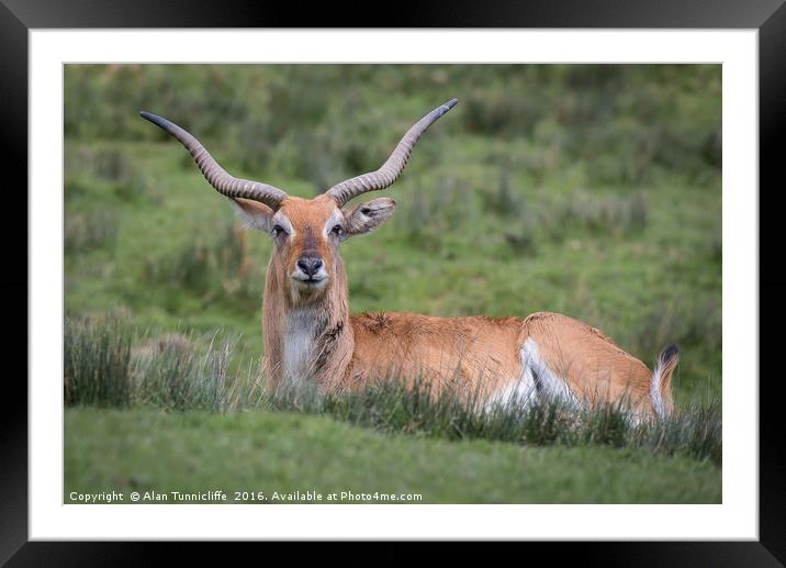 Red lechwe Framed Mounted Print by Alan Tunnicliffe