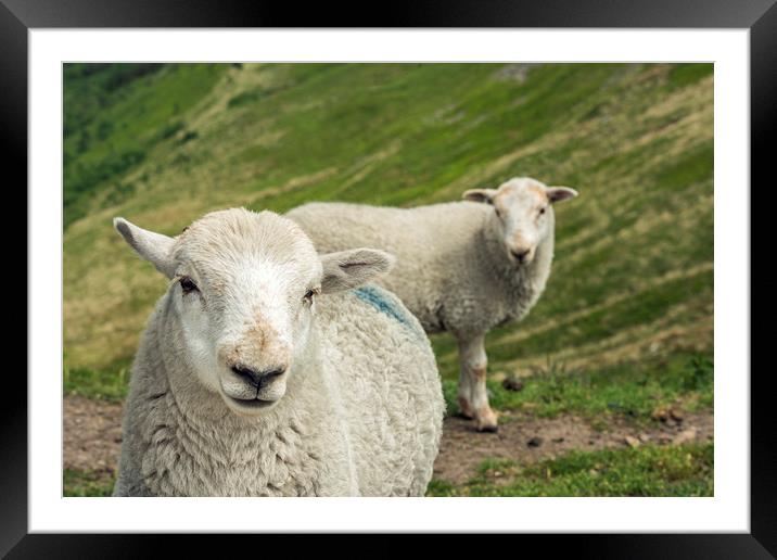 The Sheep Brothers are watching you Framed Mounted Print by Nick Jenkins