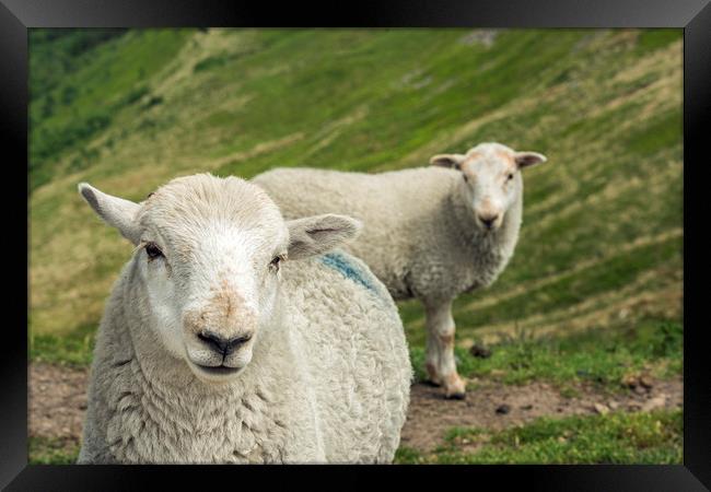 The Sheep Brothers are watching you Framed Print by Nick Jenkins