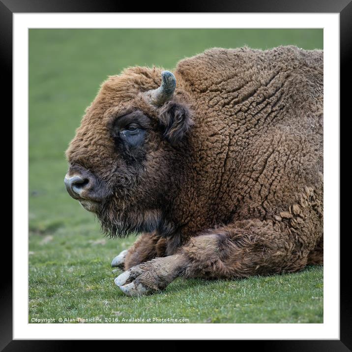 Bison Framed Mounted Print by Alan Tunnicliffe