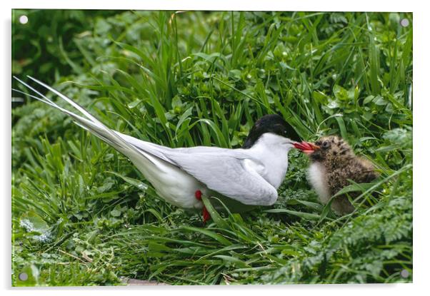 Arctic Tern Feeding Young Acrylic by Matt Johnston