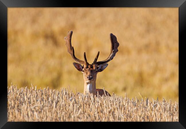 Fallow deer in Wheat Field Framed Print by Arterra 