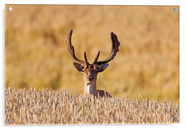Fallow deer in Wheat Field Acrylic by Arterra 
