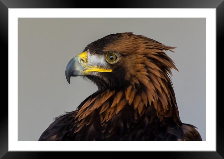 Golden Eagle Portrait Framed Mounted Print by Matt Johnston