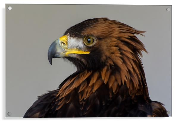 Golden Eagle Portrait Acrylic by Matt Johnston