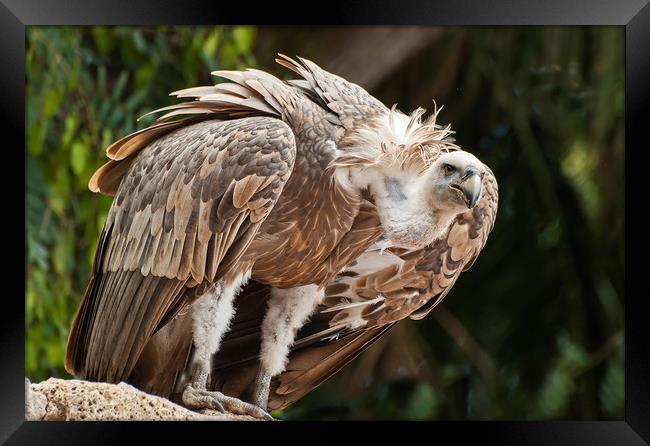 Griffin Vulture Framed Print by Matt Johnston