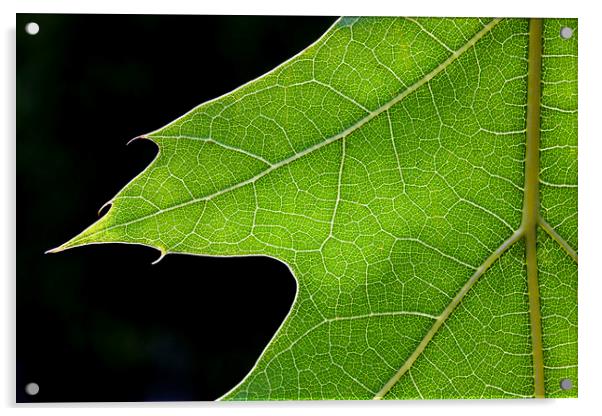 Northern Red Oak Leaf Acrylic by Arterra 