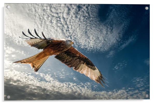 Red Kite in Flight Acrylic by Matt Johnston
