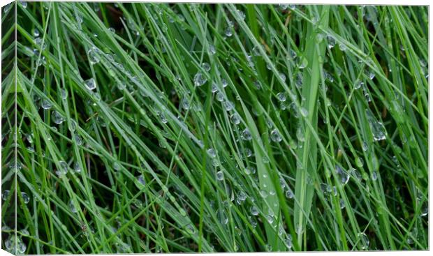 Dewdrops on grass Canvas Print by Leighton Collins