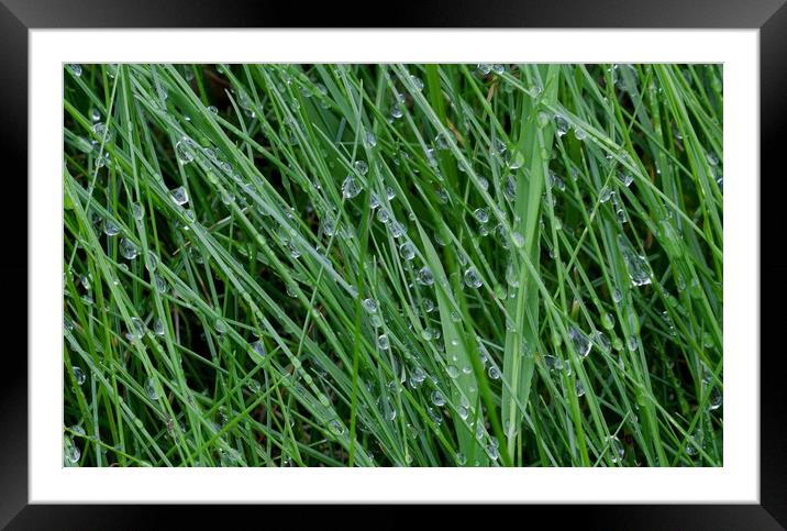 Dewdrops on grass Framed Mounted Print by Leighton Collins