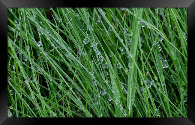 Dewdrops on grass Framed Print by Leighton Collins