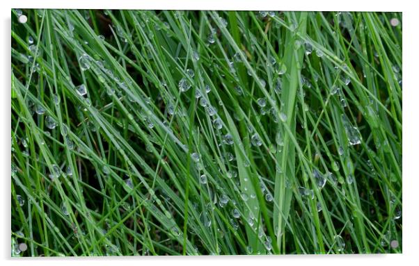 Dewdrops on grass Acrylic by Leighton Collins