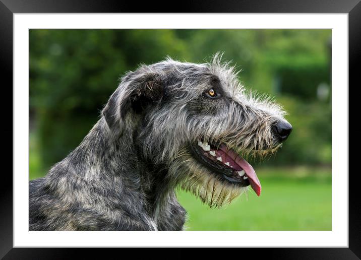 Irish Wolfhound Framed Mounted Print by Arterra 