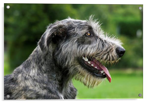 Irish Wolfhound Acrylic by Arterra 