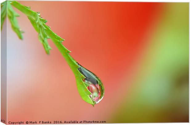 Garden Water drop ,  ' Apples ' Canvas Print by Mark  F Banks