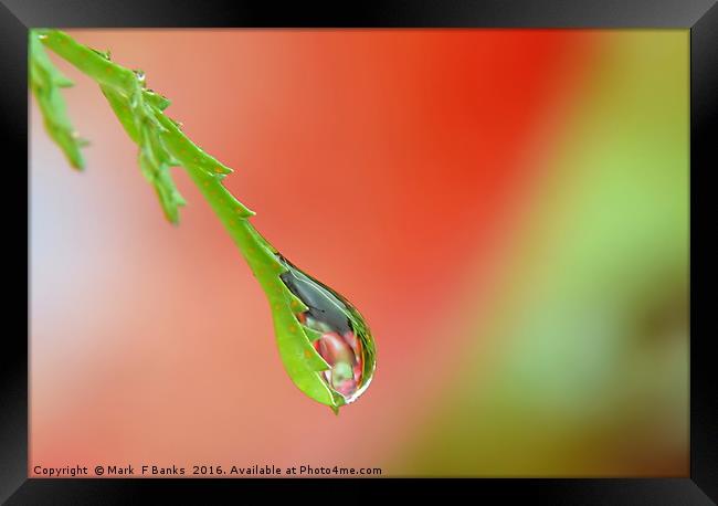 Garden Water drop ,  ' Apples ' Framed Print by Mark  F Banks